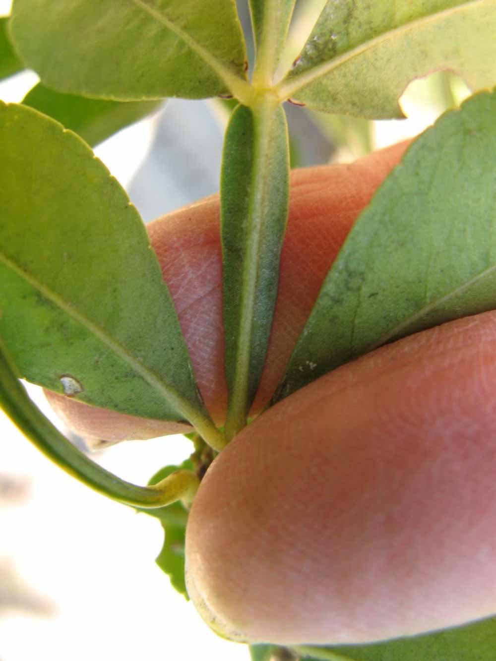              Rachis (Winter Haven, FL)       